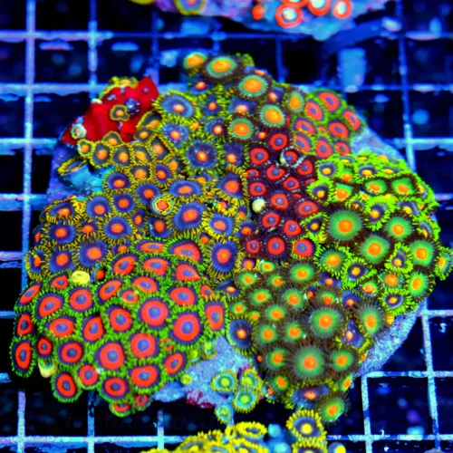 4.5x4.5 COMBO ZOANTHIDS - HANDPICKED BY SCOTT HAPPY FAMILY COMBO ZOANTHID COLONY