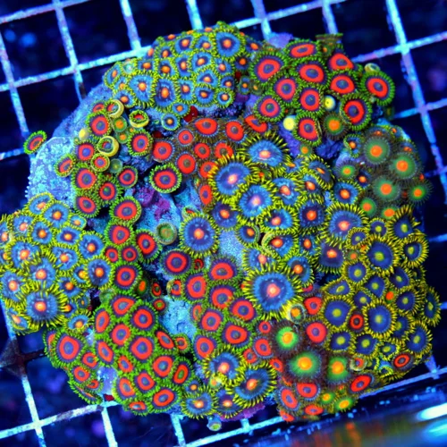 4.5x4.5 COMBO ZOANTHIDS - HANDPICKED BY SCOTT HAPPY FAMILY COMBO ZOANTHID COLONY