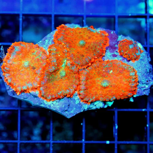 3x2 RHODACTIS MUSHROOM CORAL - HANDPICKED FULLY COVERED NEON ORANGE RHODACTIS MUSHROOM CORAL