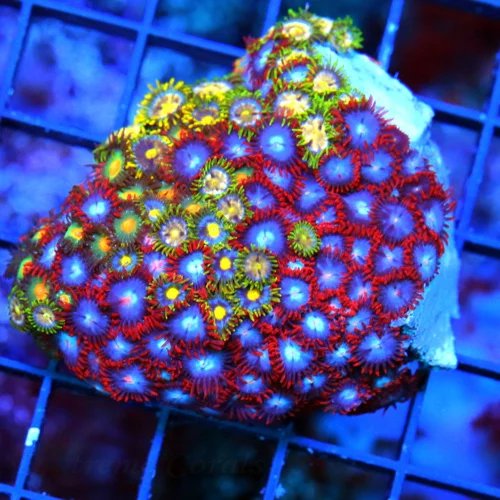 2.5x2.5 COMBO ZOANTHIDS CORAL - SUPER NICE HANDPICKED INDO COMBO ZOANTHIDS CORAL