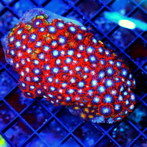 4x3 COMBO ZOANTHIDS - ULTRA COLORED ULTRA GRADE COMBO ZOANTHIDS