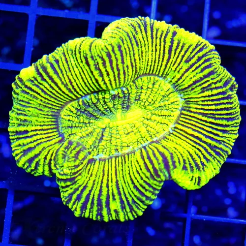 3 TRACHYPHYLLIA CORAL - LEMON LIME GREEN YELLOW TRACHYPHYLLIA CORAL