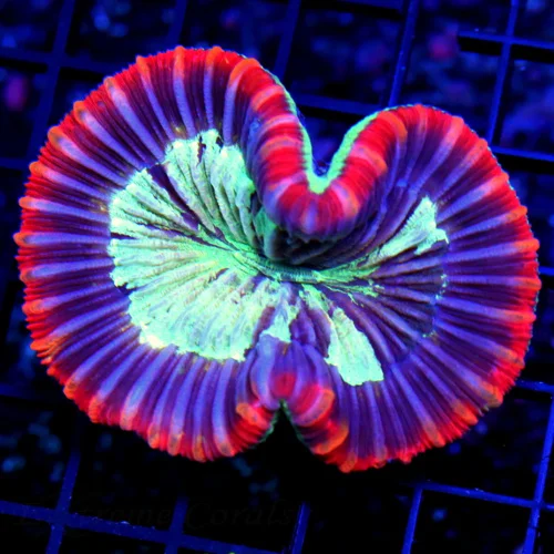 3.5 TRACHYPHYLLIA CORAL - RED/PURPLE/SEAFOAM GREEN MULTICOLORED TRACHYPHYLLIA CORAL