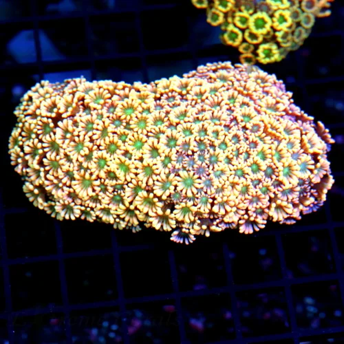 4.5x4.5 ALVEOPORA CORAL - ULTRA COLORED GREEN EYED SUPER PINK ALVEOPORA CORAL