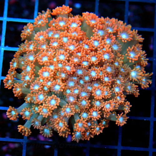 4.5x4.5 ALVEOPORA CORAL - ULTRA COLORED ULTRA GRADE BLUE EYED RED/PINK ALVEOPORA CORAL