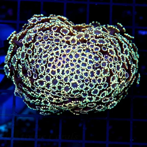 4.5x4.5 ALVEOPORA CORAL - OUT OF THIS WORLD PINK/TANGERINE/GREEN MULTICOLORED ALVEOPORA