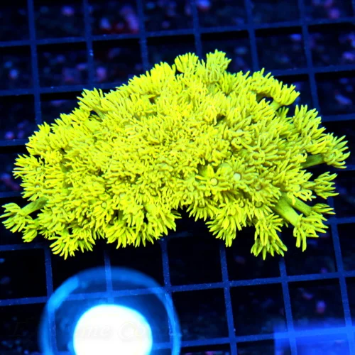 4.5x4 GONIOPORA CORAL - SCREAMING ULTRA ULTRA HIGHLIGHTER YELLOW ULTRA GRADE GONIOPORA CORAL