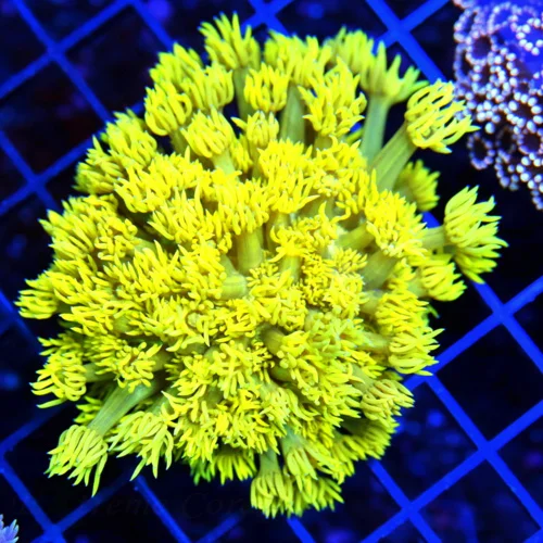 4x4 GONIOPORA CORAL - SCREAMING ULTRA ULTRA HIGHLIGHTER YELLOW ULTRA GRADE GONIOPORA CORAL