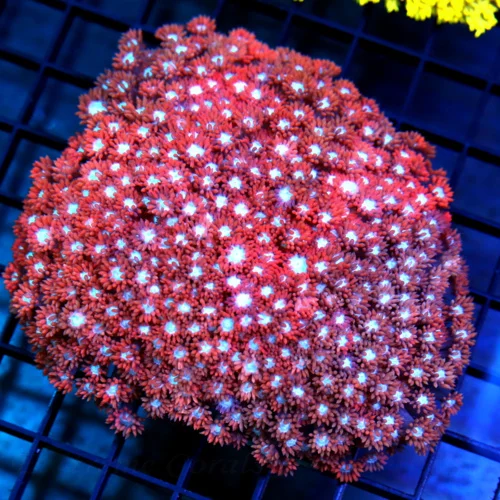 5.5x5 GIANT GONIOPORA CORAL - ULTRA HANDPICKED NEON RED BLUE EYED GONIOPORA CORAL