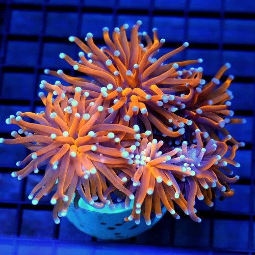 5.5x5 XXL TORCH CORAL - SUPER NEON BLUE TIPPED EXTREME CORALS FAMOUS RADIOACTIVE TORCH CORAL