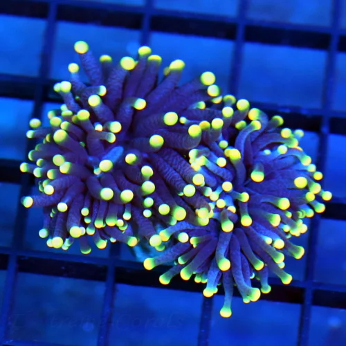 3 TORCH CORAL - ULTRA GRADE ULTRA COLORED RASTA TORCH CORAL