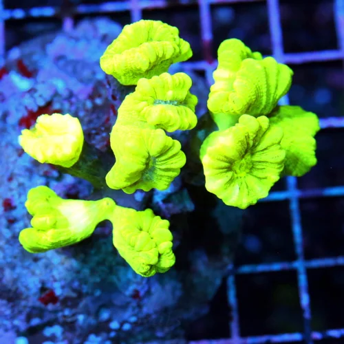 4x3 CANDY CANE CORAL - ULTRA COLORED KRYPTONITE CANDY CANE CORAL