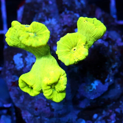 3x3 CANDY CANE CORAL - ULTRA COLORED KRYPTONITE CANDY CANE CORAL