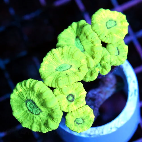 4x3 CANDY CANE CORAL - LIME GREEN BLUE EYED CANDY CANE CORAL