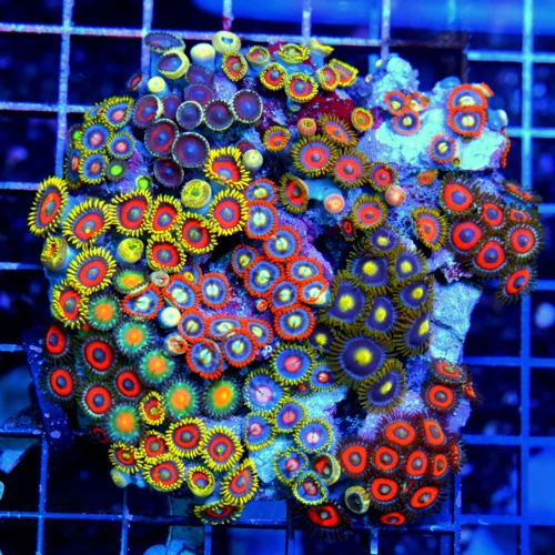 4.5x4.5 COMBO ZOANTHID COLONY - ULTRA GRADE ULTRA COLORED HAPPY FAMILY COMBO ZOANTHID