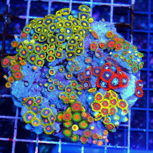 4.5x4.5 COMBO ZOANTHID COLONY - ULTRA GRADE ULTRA COLORED HAPPY FAMILY COMBO ZOANTHID