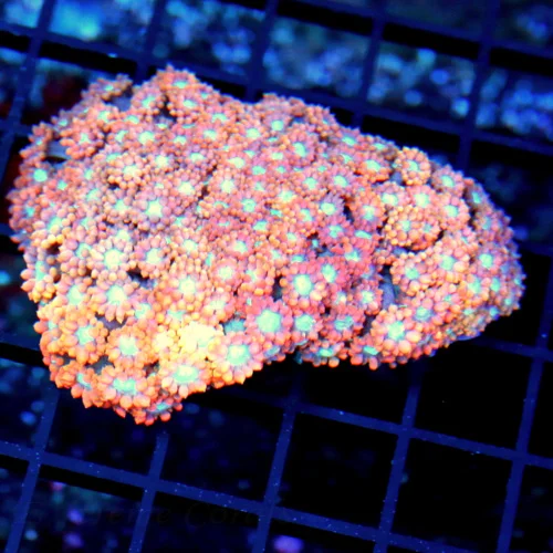 3.5x3.5 ALVEOPORA CORAL -  PINK /ORANGE BLUE EYED ALVEOPORA CORAL