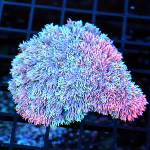 4x4 GONIOPORA CORAL - MULTICOLORED PINK AND PURPLE RAINBOW GONIOPORA CORAL