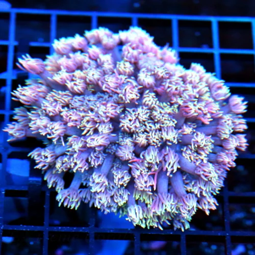 5x4.5 GONIOPORA CORAL -  ULTRA COLORED ULTRA GRADE PURPLE GONIOPORA