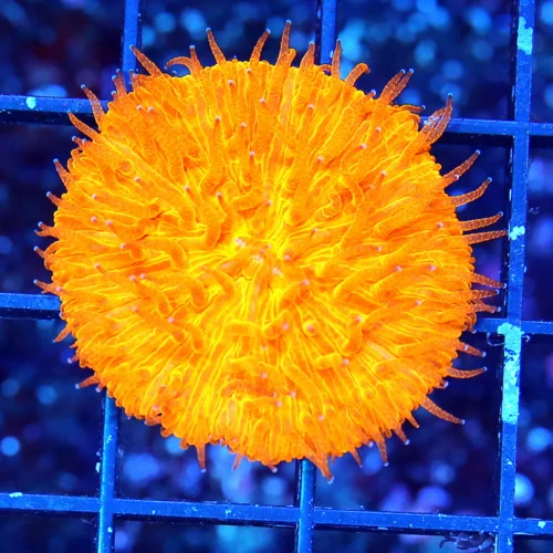 1 PLATE CORAL - ULTRA COLORED ORANGE PLATE CORAL