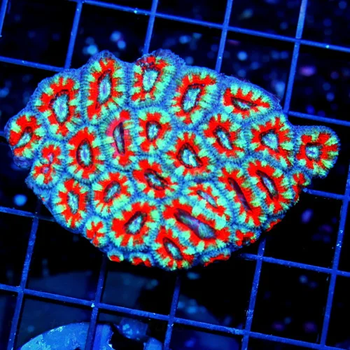 3x2 ACANTHASTREA LORDHOWENSIS CORAL - BAD TO THE BONE ACANTHASTREA LORDHOWENSIS