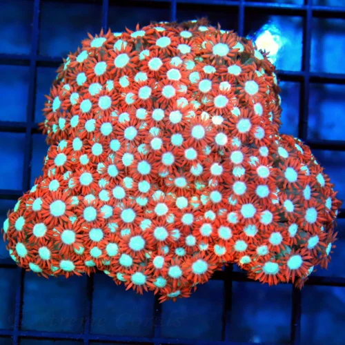 4.5x4.5 GONIOPORA CORAL - ULTRA GRADE BLUE JEWEL EYED RED GONIOPORA CORAL