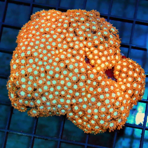 5x5 GONIOPORA CORAL -  ULTRA GRADE BLUE JEWEL EYED UNUSUAL ORANGE/RED GONIOPORA CORAL