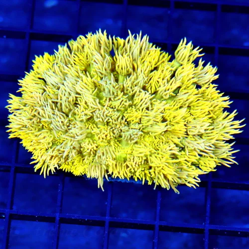 4x4 GONIOPORA CORAL - ULTRA COLORED NEON HIGHLIGHTER YELLOW GONIOPORA