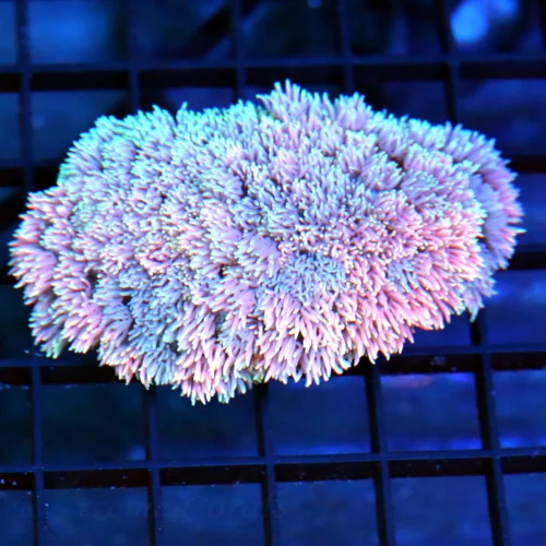 4x3 GOINOPORA CORAL - PINK AND PURPLE MULTICOLORED RAINBOW GONIOPORA CORAL