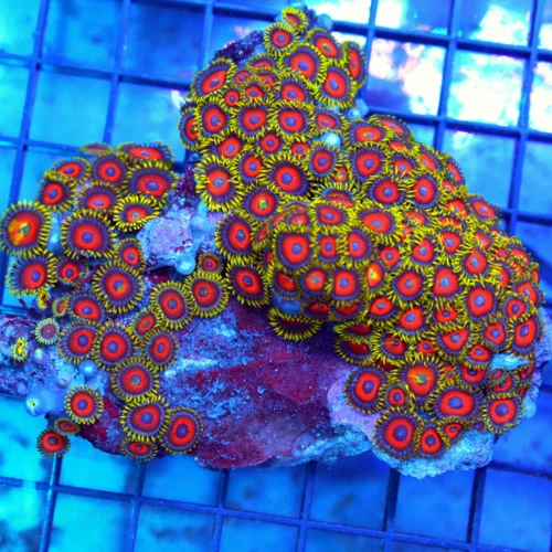 5.5x4 ZOANTHIDS CORAL COLONY ROCK - ULTRA ULTRA COLORED EAGLE EYE ZOANTHID CORAL COLONY ROCK