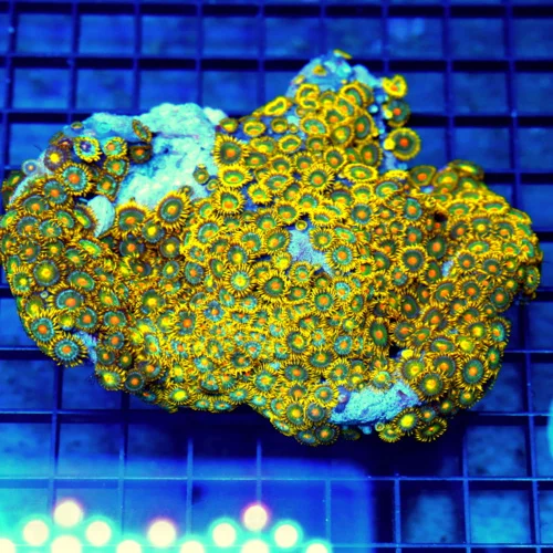 5.5x5 ZOANTHIDS CORAL COLONY ROCK - ULTRA ULTRA COLORED BELLAGIO ZOANTHIDS CORAL COLONY ROCK