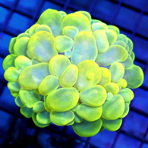 4.5x4 BUBBLE CORAL - NEON LEMON LIME GREEN BUBBLE CORAL