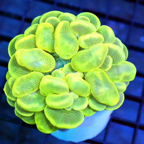 4x4 BUBBLE CORAL - NEON LEMON LIME GREEN BUBBLE CORAL