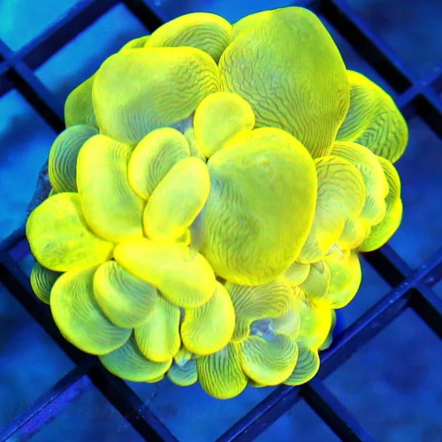 3 BUBBLE CORAL - ULTRA GRADE ULTRA COLORED EXTREME YELLOW BUBBLE CORAL