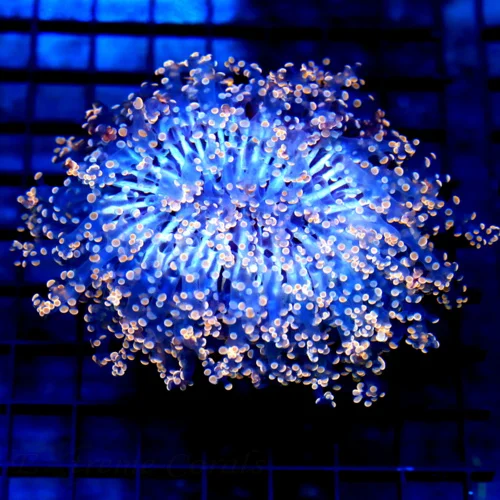 5.5x5.5 XL OCTOSPAWN CORAL - HANDPICKED SUPER ULTRA COLORED GLOWING PURPLE/ORANGE OCTOSPAWN