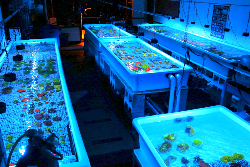 photo tank featuring new corals like cynarina and bounce mushrooms