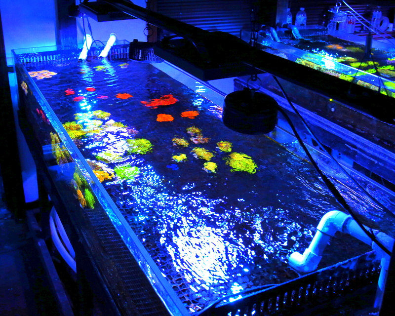 photo tank featuring new corals like cynarina and bounce mushrooms